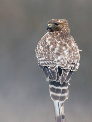 Red-shouldered Hawk, Juvenile