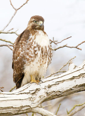 Red-tailed Hawk, light morph