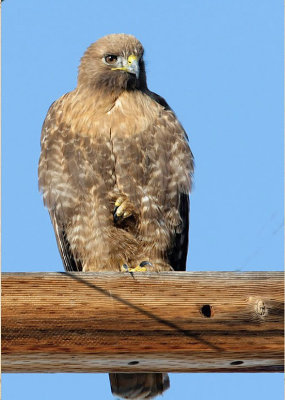 Red-tailed Hawk, intermediate morph