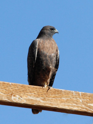 Red-tailed Hawk, intermediate morph