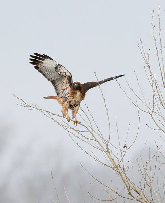 Red-tailed Hawk, light morph