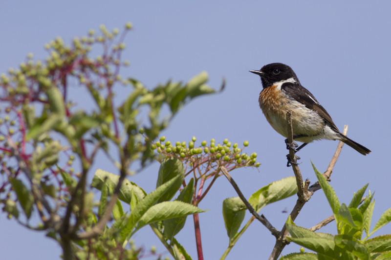 Roodborsttapuit / European Stonechat