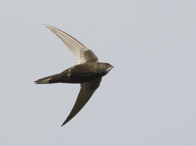 Gierzwaluw / Common Swift, Eendragtspolder, juni 2014