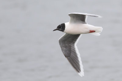 Dwergmeeuw / Little Gull, april 2014