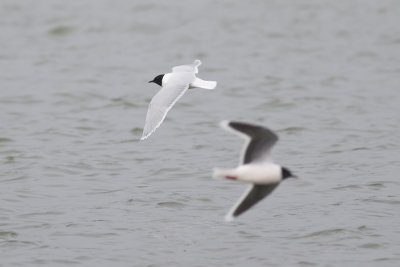 Dwergmeeuwen / Little Gulls, april 2014