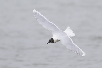 Dwergmeeuw / Little Gull, april 2014