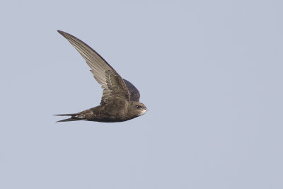 Gierzwaluw / Common Swift, augustus 2014