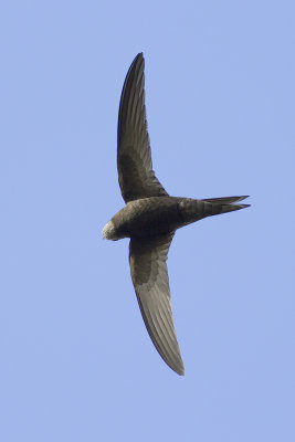 Gierzwaluw / Common Swift, juni 2014