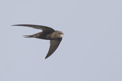 Gierzwaluw / Common Swift, augustus 2014