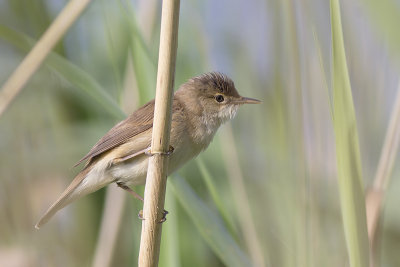 Kleine Karekiet / Reed Warbler, juni 2014