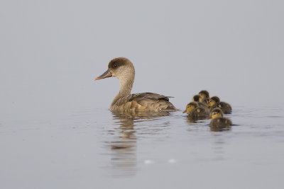 Krooneend met jongen / Red-crested Pochard with chicks, juli 2014