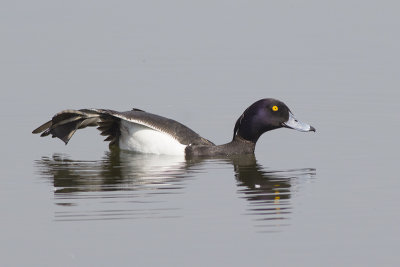 Kuifeendpaar / pair of Tufted Duck, mei 2014