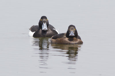 Kuifeendpaar / pair of Tufted Duck, mei 2014