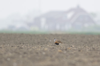 Morinelplevier / Dotterel, april 2014