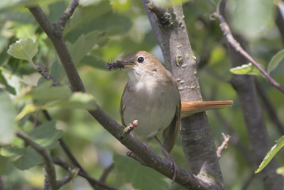 Nachtegaal, Common Nightingale, mei 2014