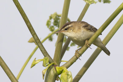 Rietzanger / Sedge Warbler, juli 2014