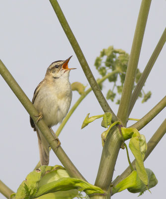 Rietzanger / Sedge Warbler, juli 2014