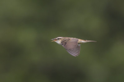 Rietzanger in zangvlucht / Sedge Warbler in song flight, juli 2014
