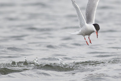 Visdief / Common Tern, augustus 2014