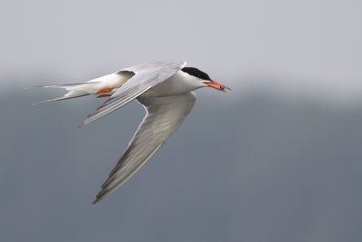 Visdief / Common Tern, augustus 2014