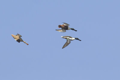 Slobeenden / Northern Shovelers, maart 2014