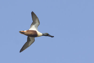 Slobeenden / Northern Shovelers, maart 2014