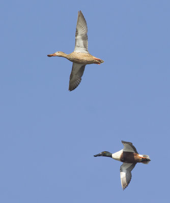 Slobeenden / Northern Shovelers, maart 2014