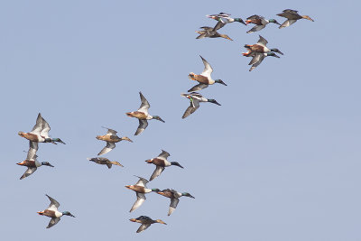 Slobeenden / Northern Shovelers, maart 2014