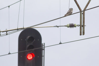 Sperweruil / Northern Hawk Owl, januari 2014