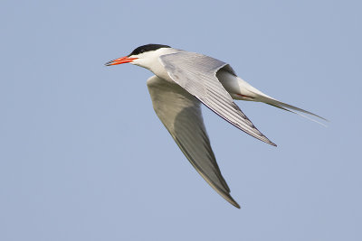 Visdief / Common Tern, Eendragtspolder, juni 2014