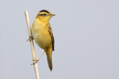 Waterrietzanger / Aquatic Warbler, augustus 2014