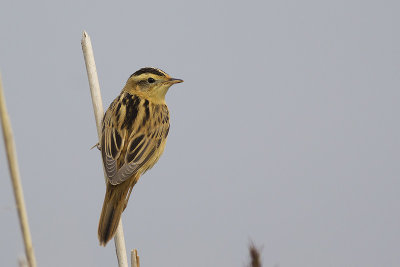 Waterrietzanger / Aquatic Warbler, augustus 2014