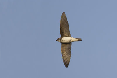 Oeverzwaluw / Sand Martin, juni 2014