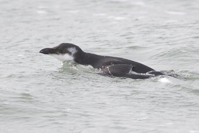 Alk / Razorbill, februari 2014