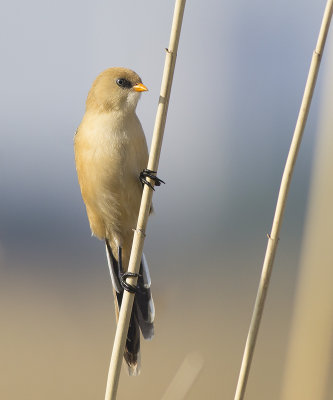 Baardmannetje / Bearded Tit, juni 2014