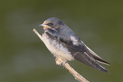 Boerenzwaluw / juvenile Barn Swallow, juni 2014