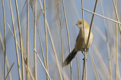 Baardmannetje / Bearded Tit, juni 2014
