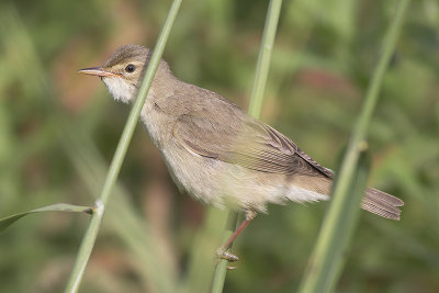 Bosrietzanger / Marsh Warbler, juni 2014