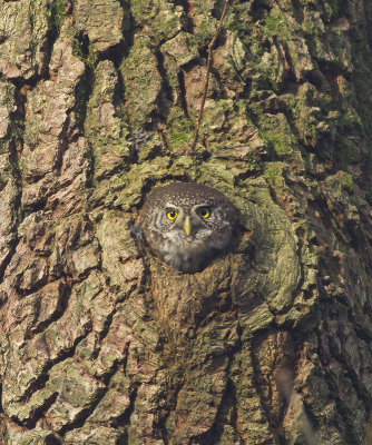 Dwerguil / Pygmy Owl, januari 2014