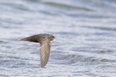 Gierzwaluw / Common Swift, augustus 2014
