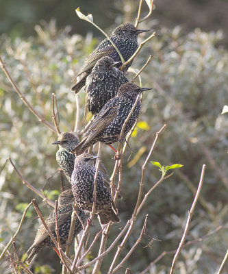 Spreeuwen / Common Starling, oktober 2013