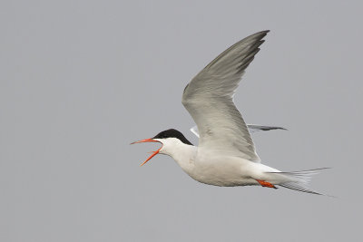 Visdief / Common Tern, augustus 2014