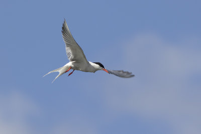 Visdief / Common Tern, juni 2014