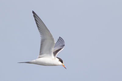 juveniele Visdief / juvenile Common Tern, augustus 2014