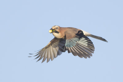 Vlaamse Gaai / Eurasian Jay, oktober 2013