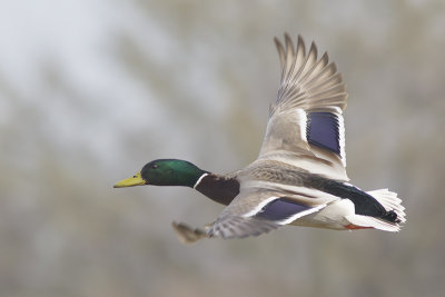 Wilde Eend / Mallard, 't Weegje, maart 2014