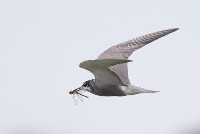 Zwarte Stern met libel / Black Tern with dragonfly, juni 2014