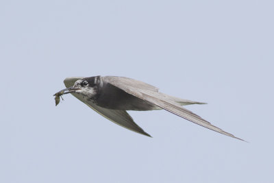Zwarte Stern met larve van libel / Black Tern with larve of dragonfly, juni 2014
