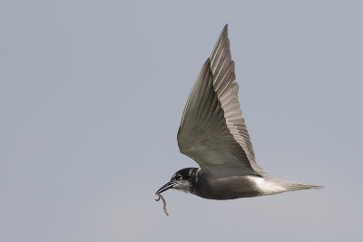 Zwarte Stern met worm / Black Tern with worm, juni 2014