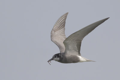 Zwarte Stern met worm / Black Tern with worm, juni 2014